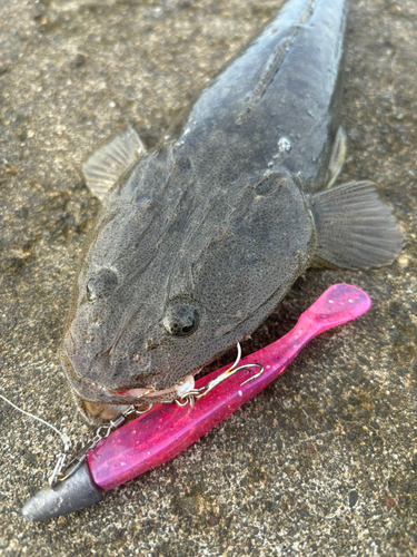 マゴチの釣果