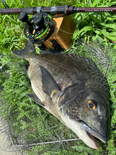 チヌの釣果