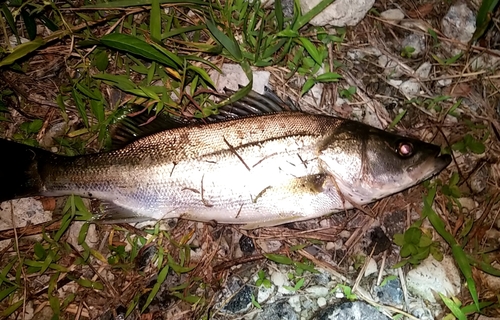 シーバスの釣果