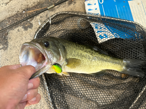 ラージマウスバスの釣果