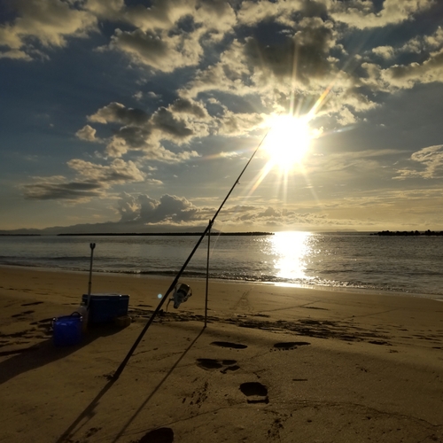 シロギスの釣果