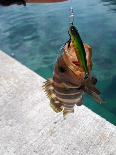 アオナの釣果