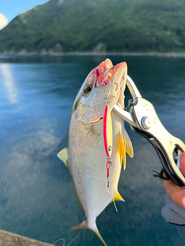 シオの釣果