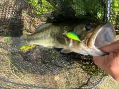 ラージマウスバスの釣果