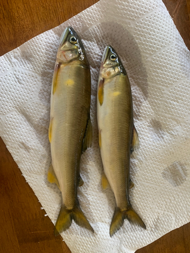 アユの釣果