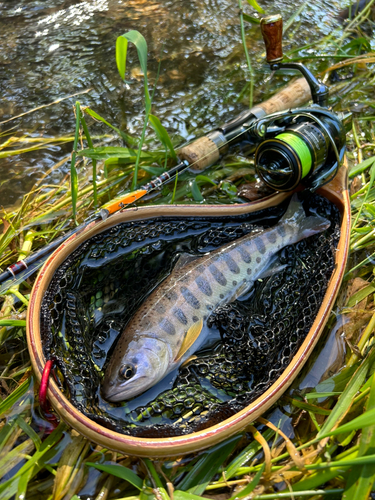 ヤマメの釣果