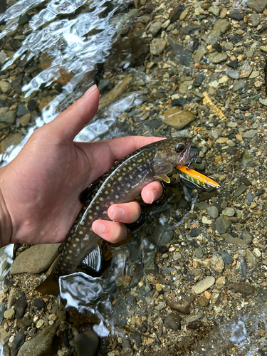 ヤマメの釣果