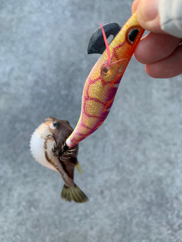 かまえ海上釣り堀 釣っちゃ王