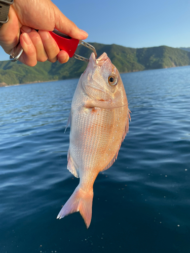 タイの釣果