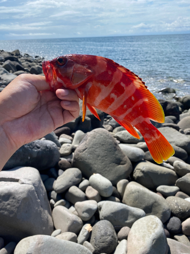 アカハタの釣果