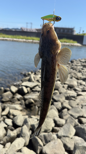 コチの釣果