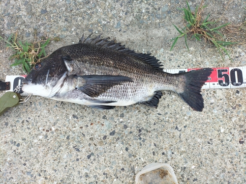 チヌの釣果