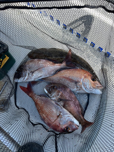 マダイの釣果