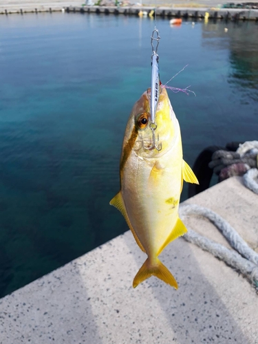 シオの釣果