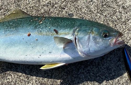 ワカシの釣果