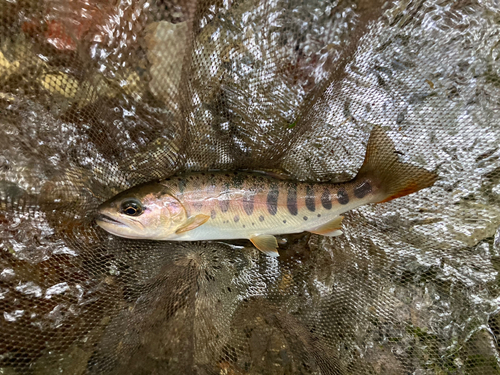 ヤマメの釣果