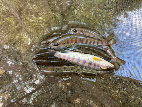 ヤマメの釣果