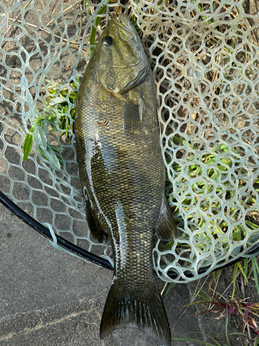 スモールマウスバスの釣果