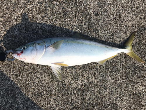 イナダの釣果