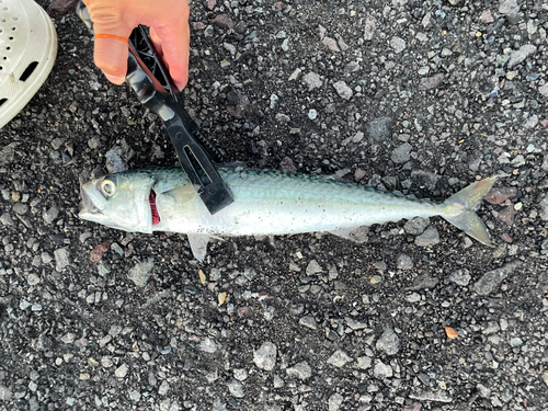 サバの釣果