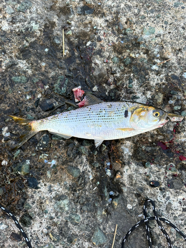 コノシロの釣果