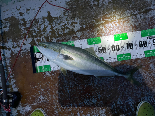 ブリの釣果