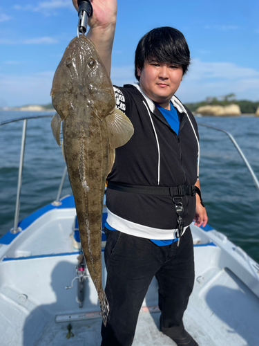 マゴチの釣果