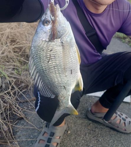 キビレの釣果