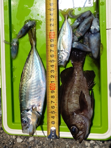 アジの釣果