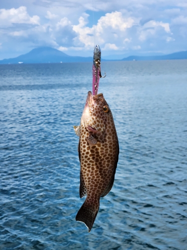 オオモンハタの釣果