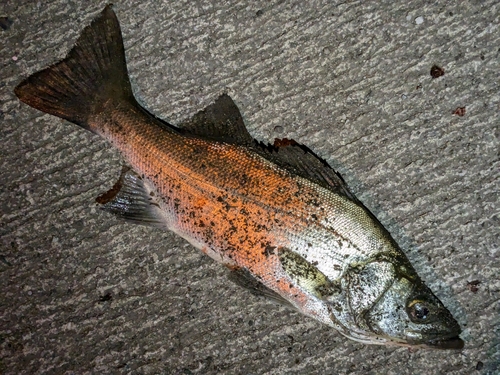 セイゴ（ヒラスズキ）の釣果