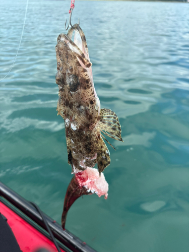 ワニゴチの釣果