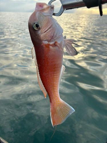 シロアマダイの釣果