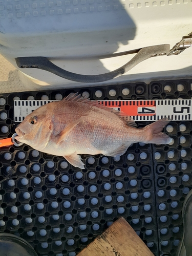 マダイの釣果