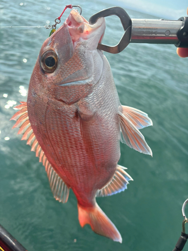 マダイの釣果