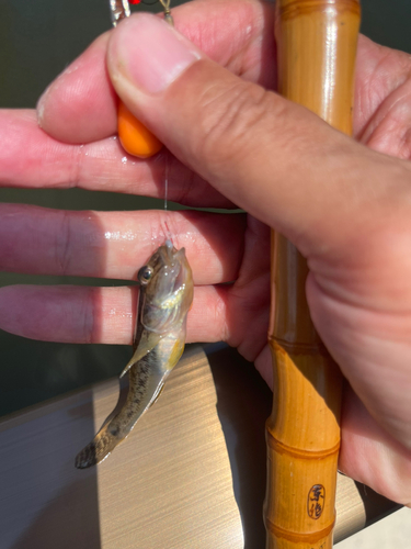 マハゼの釣果