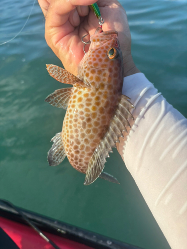 オオモンハタの釣果