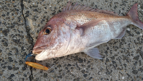 マダイの釣果