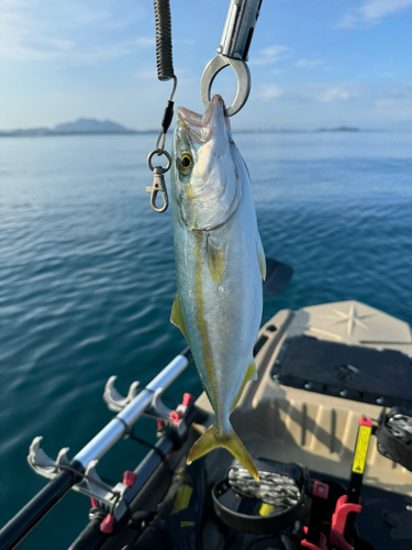 ヤズの釣果