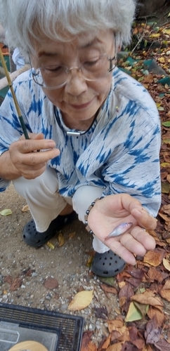 タイリクバラタナゴの釣果