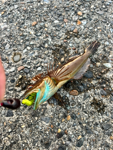 アナハゼの釣果