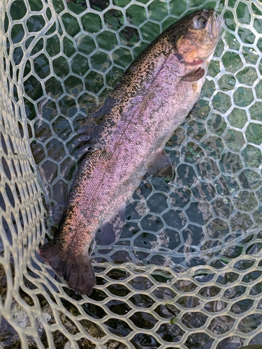 ニジマスの釣果