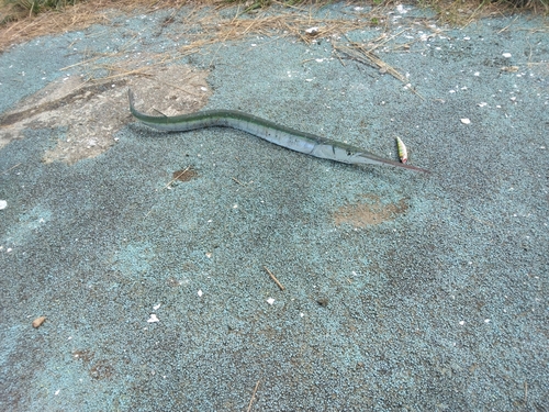 ダツの釣果