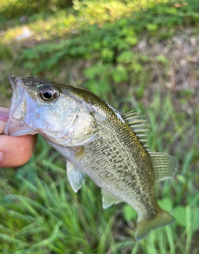 ラージマウスバスの釣果