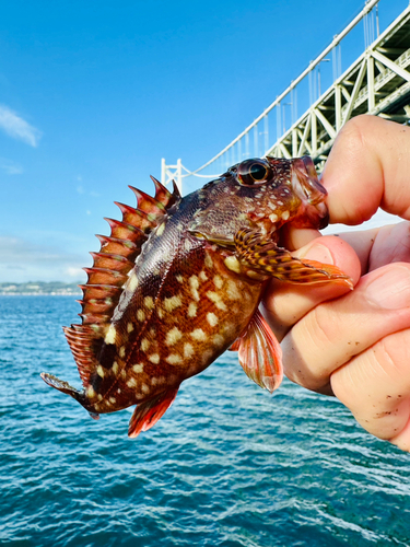 ガシラの釣果