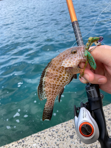 オオモンハタの釣果