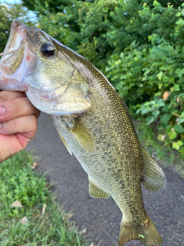 ラージマウスバスの釣果