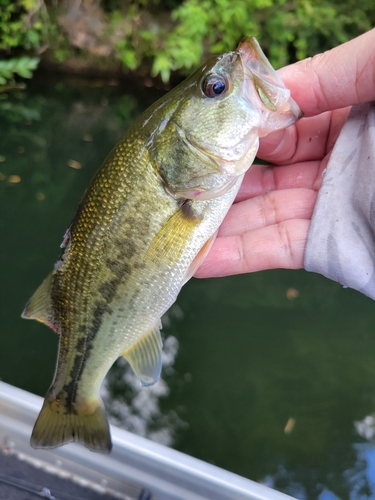 ラージマウスバスの釣果