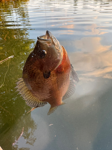 ブルーギルの釣果