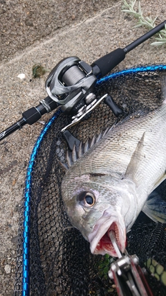 キビレの釣果